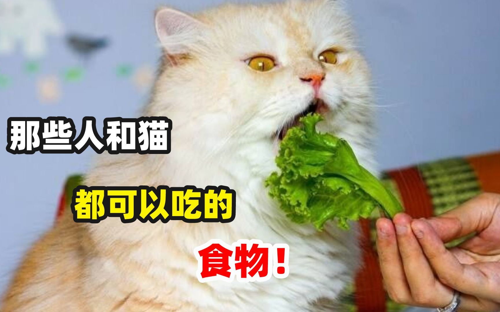 那些猫可以吃的人食 ?哔哩哔哩bilibili