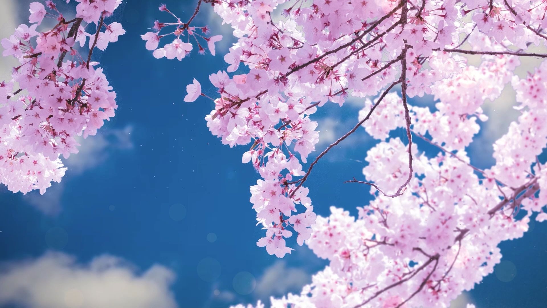 张敬轩 - 樱花树下