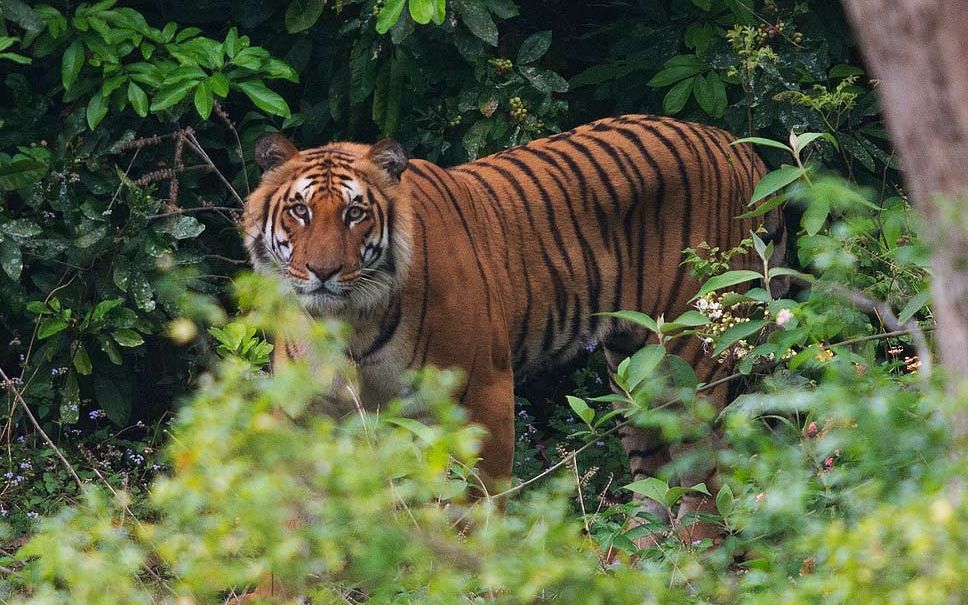 科比特地区草丛里一只害羞的公虎