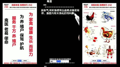 家禽解剖教程以鸡为例解剖步骤横版_哔哩哔哩_bilibili