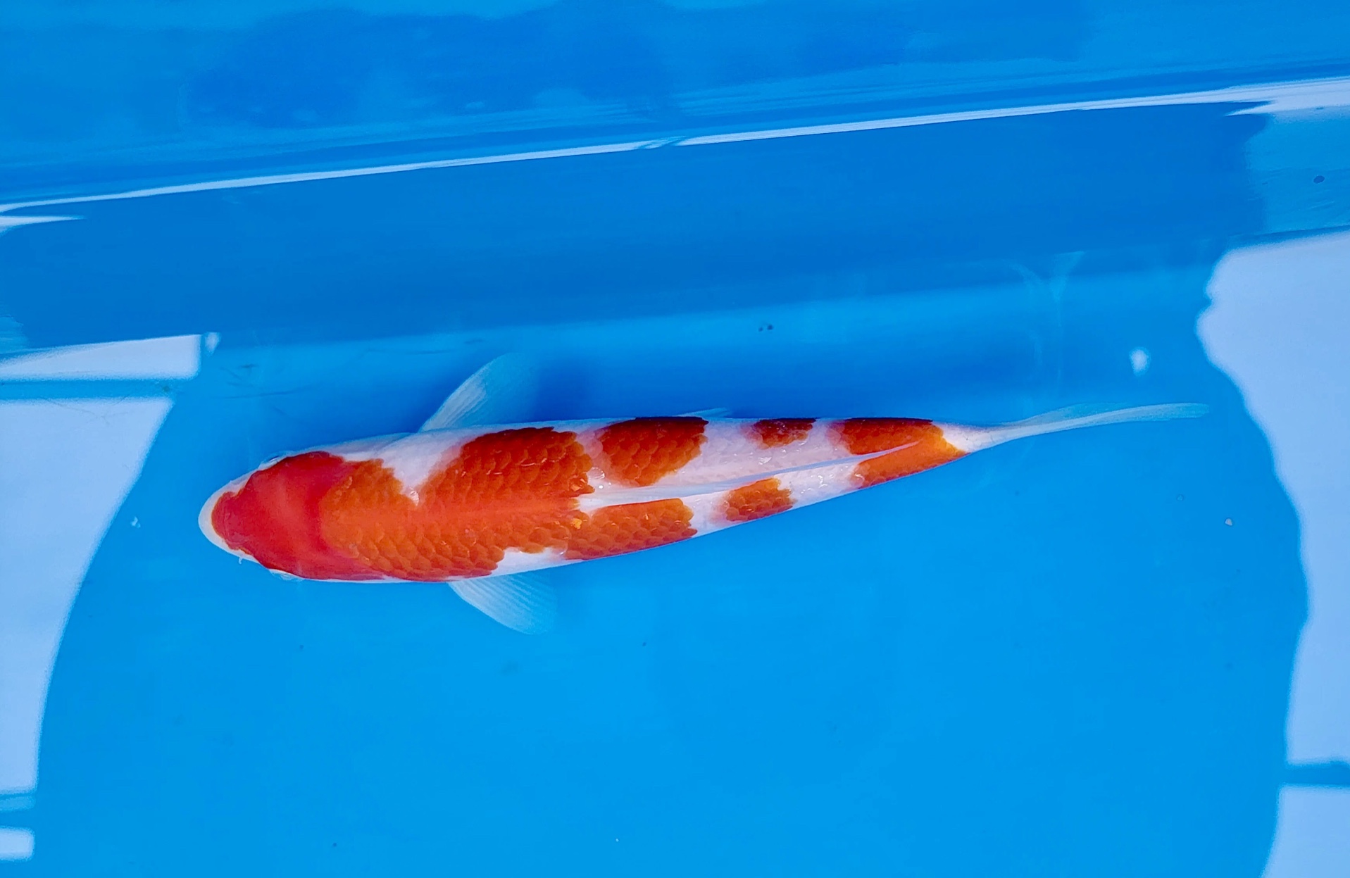 谷口红白锦鲤,二十三点八公分滴逸品观赏鱼.