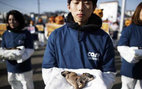 平昌冬奥闭幕前,爱狗人士抗议韩国狗肉店哔哩哔哩bilibili