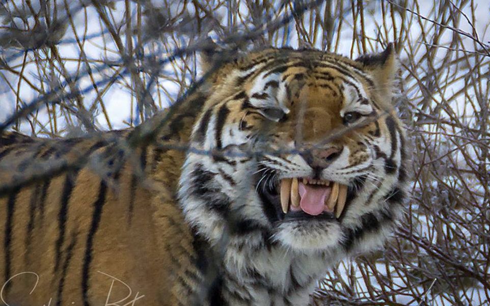东北虎打招呼的语言 发出鼻子呼气的声音