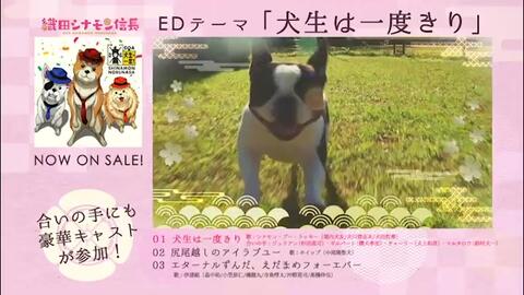 Tvアニメ 織田シナモン信長 Edテーマ 犬生は一度きり 試聴動画 哔哩哔哩