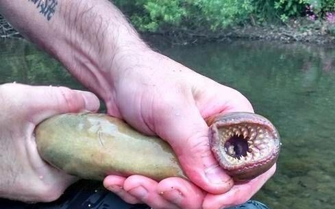 七鳃鳗的样子真是奇怪