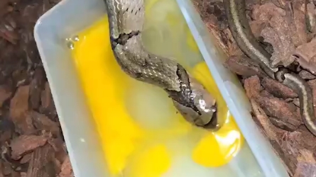 吃蛋蛋的小头蛇