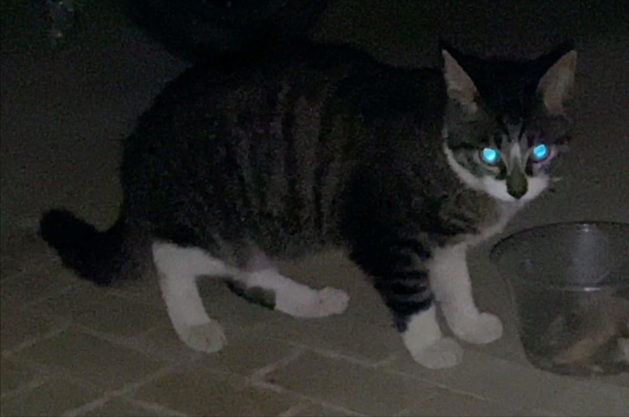 我可太喜欢黑乎乎狸花宝贝猫猫啦