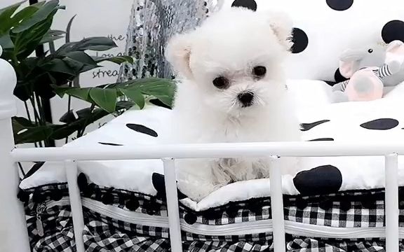 歪头杀～啊 受不了#立耳比熊 北京卖比熊正规犬舍