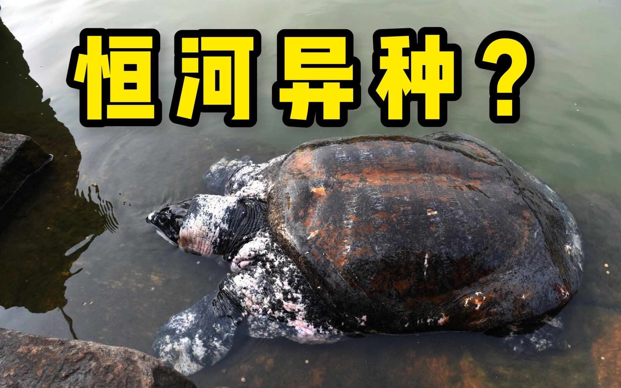 印度恒河巨鳖,连不挑食的印度人都不敢吃