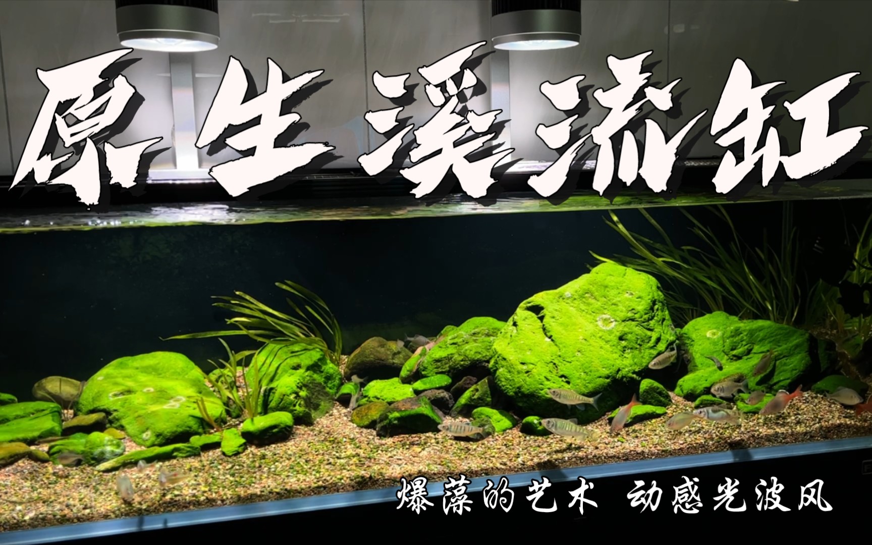 活动  原生溪流缸造景,爆藻就是艺术!大自然的颜色!动感光波的追求!