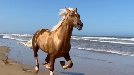 海边奔跑的骏马