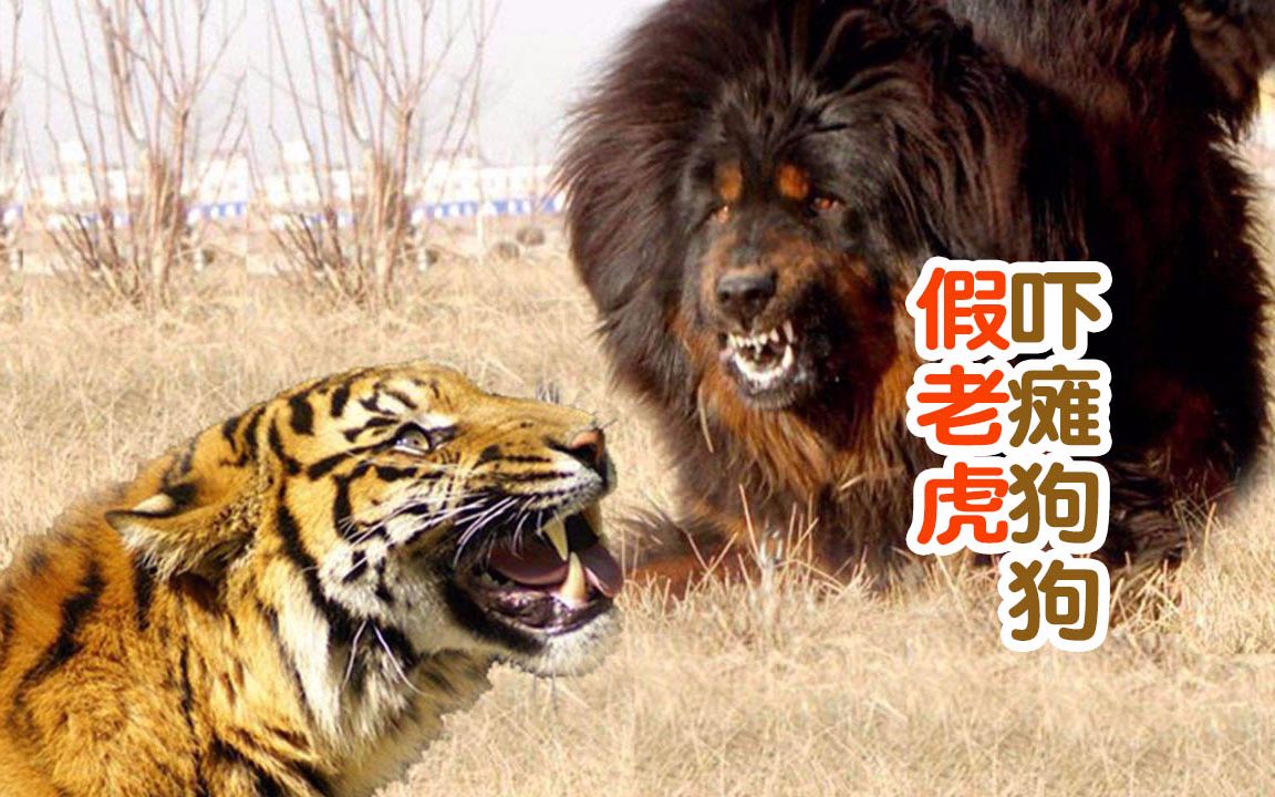 爱拆家的狗狗面对一个假老虎会发生什么?把狗给吓瘫了