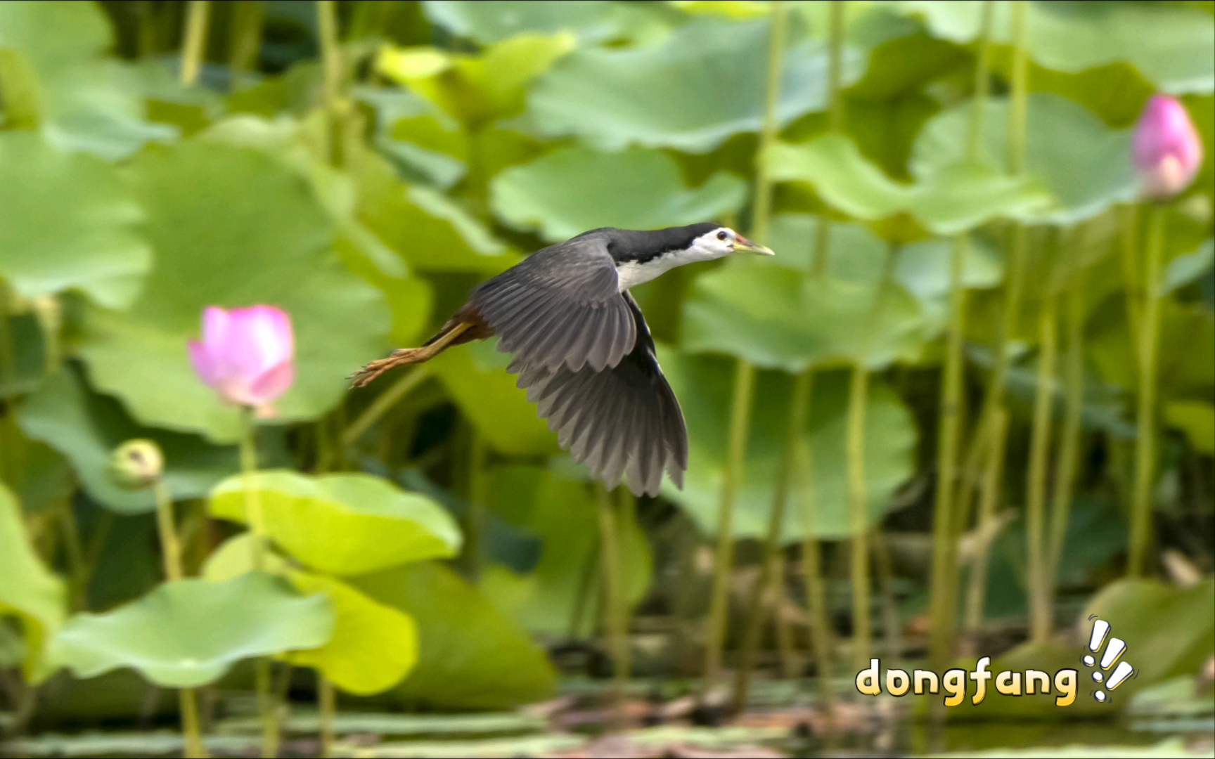 北京官庄公园的白胸苦恶鸟