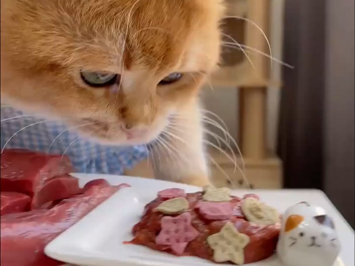 被迫营业的吃货猫