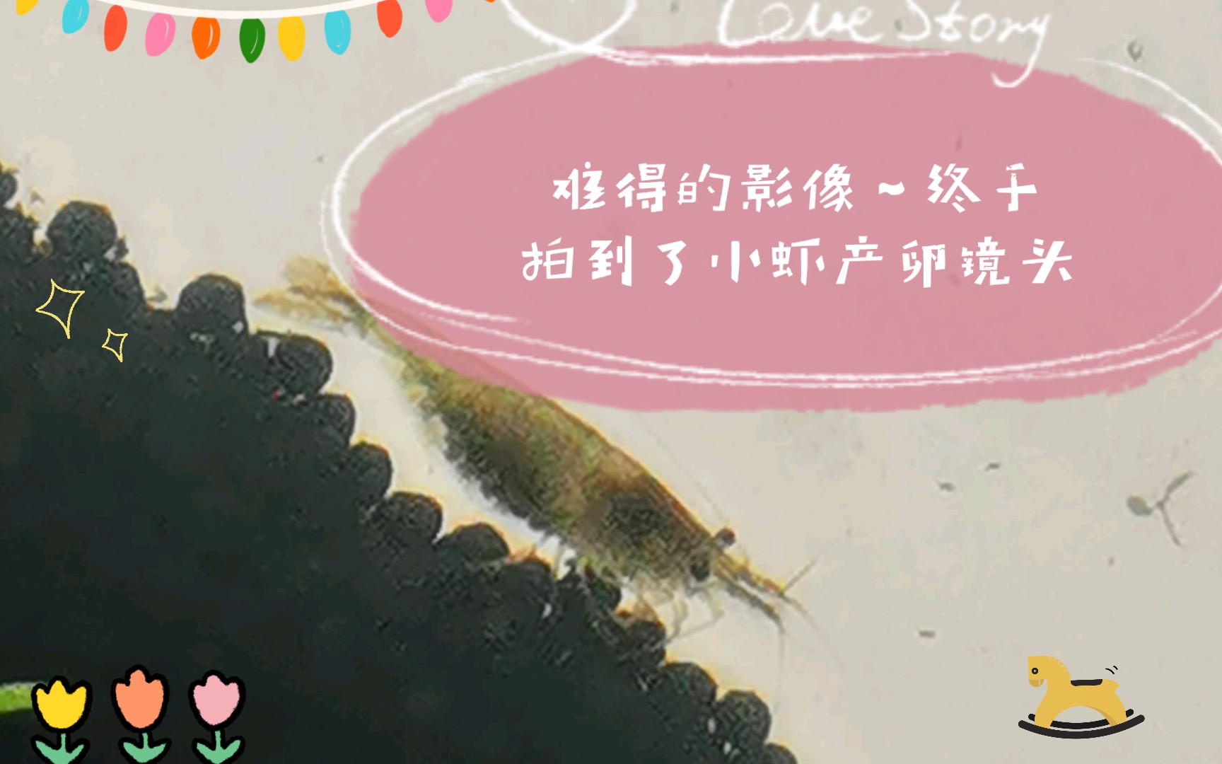 难得的影像～终于拍到了小虾产卵镜头(节肢动物～甲壳动物)