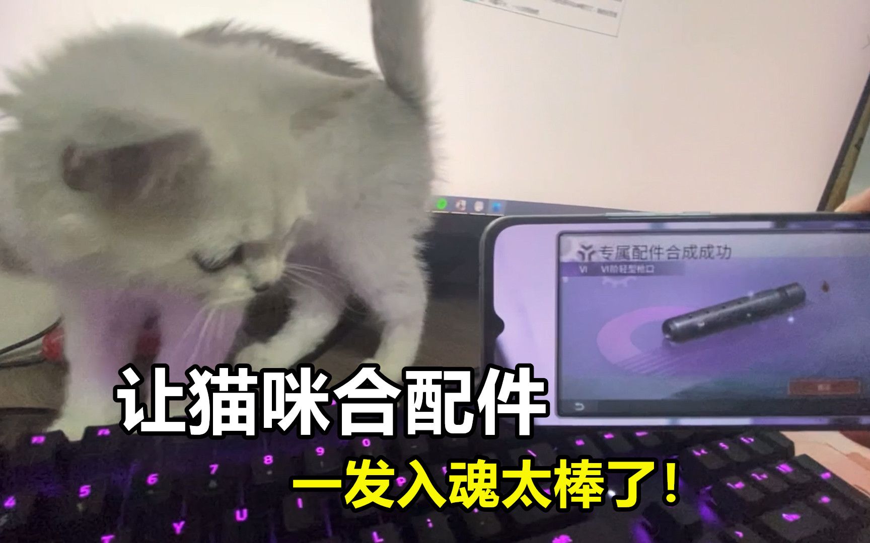 明日之后:让猫咪合配件,6阶紫色枪口一发入魂!哔哩哔哩bilibili