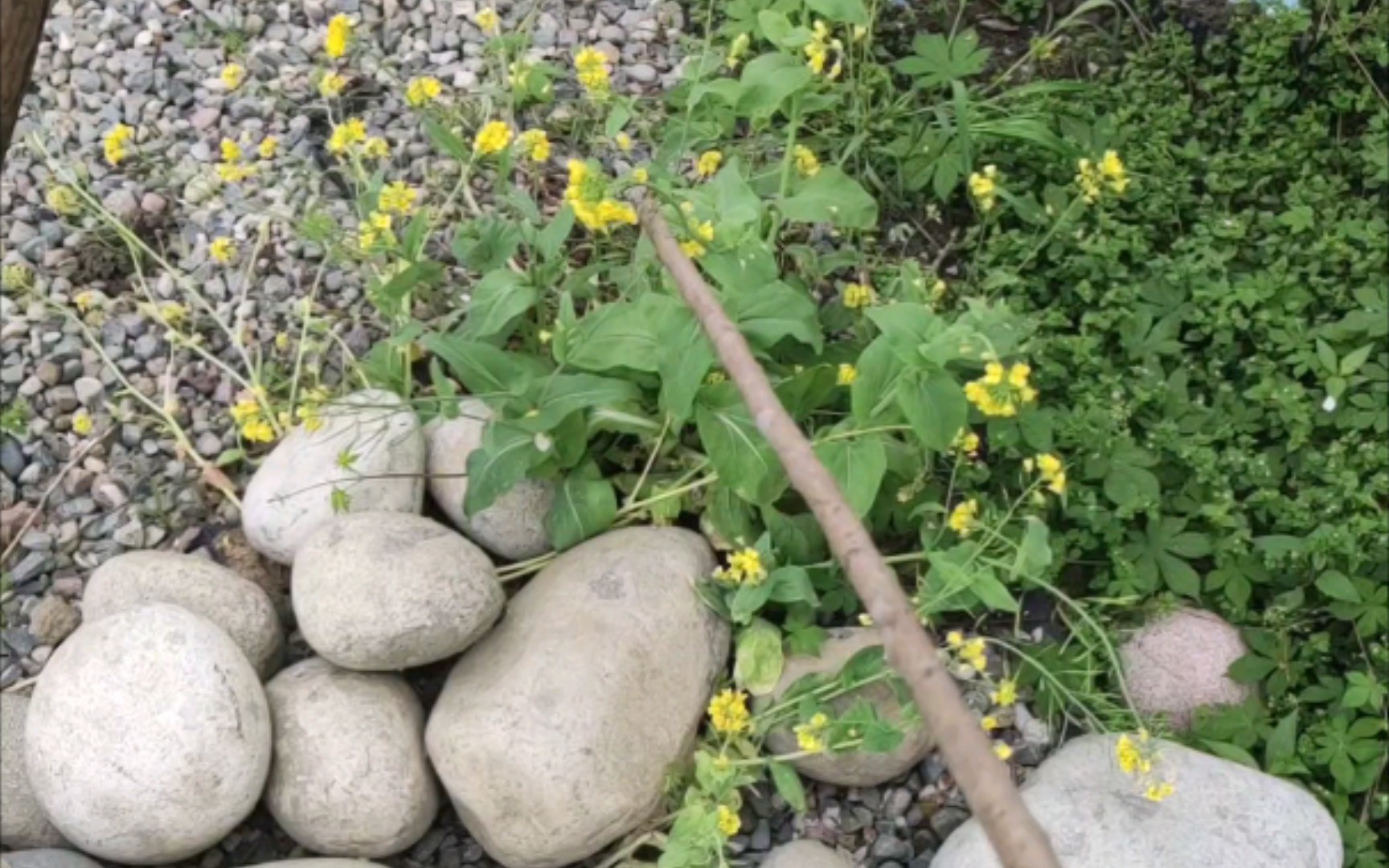 [图]当我拿上木棍的那一刻起，没有哪一颗油菜花是无辜的！