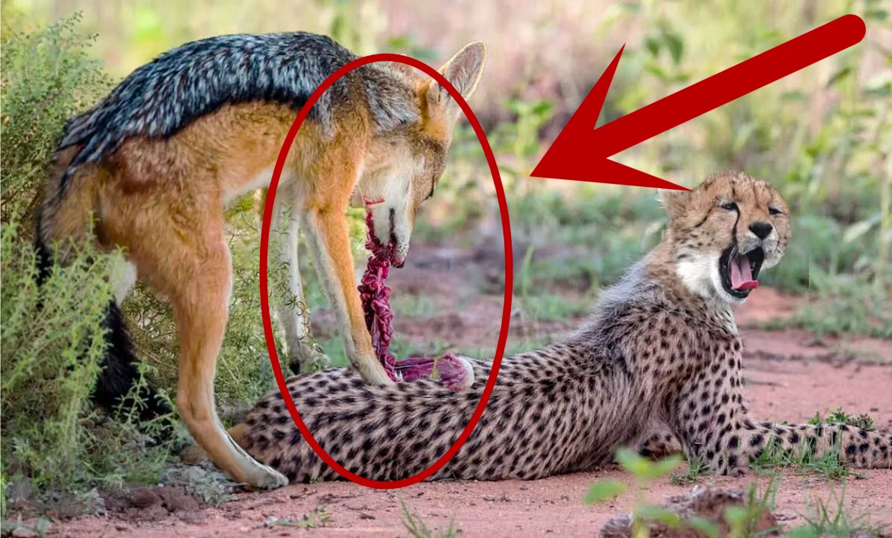 豺狼竟敢猎杀小猎豹!下一秒却被母豹疯狂攻击,狮子见了都怕