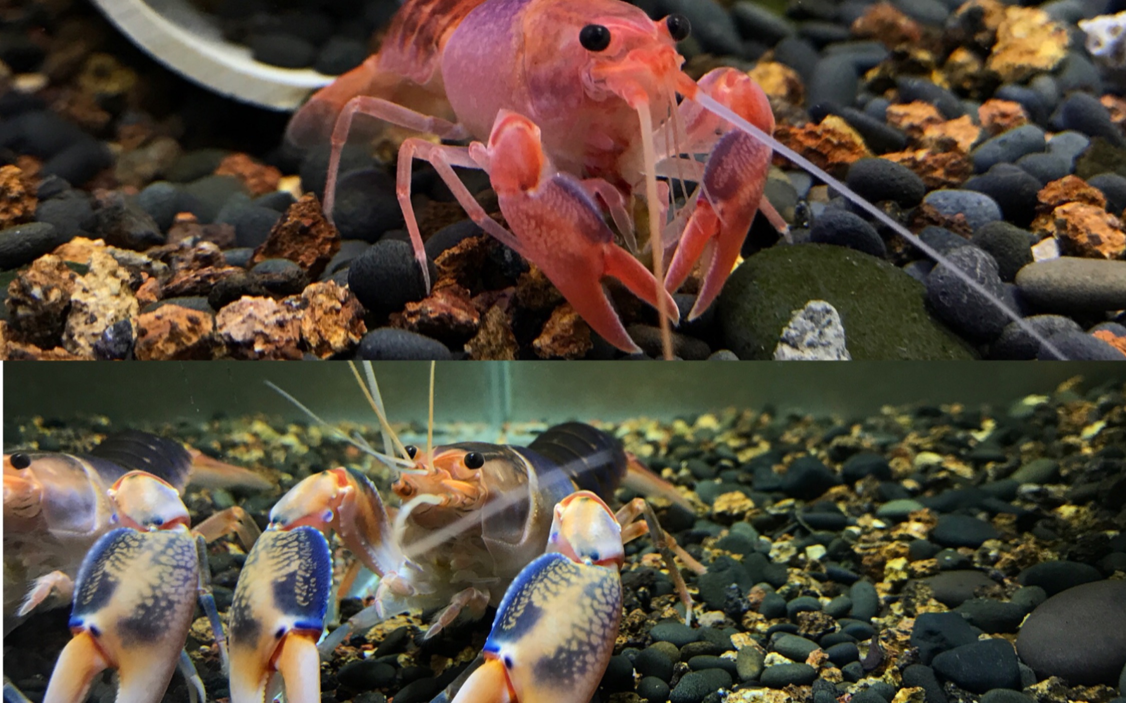 火山破坏者蜕变全过程片段