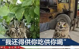 黑龙江一男子救助猫头鹰，连着4天喂药喂肉，结果它赖着不走了