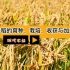 现代农业之——水稻的育种、栽培、收获与加工（老王讲糖系列视频）