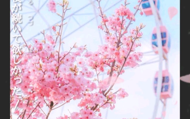 日本JapanⷮŠsakura樱花哔哩哔哩bilibili