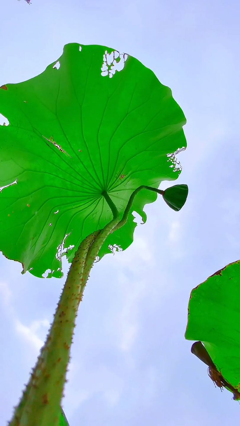 唯美意境 #作诗了作诗了周大福官方