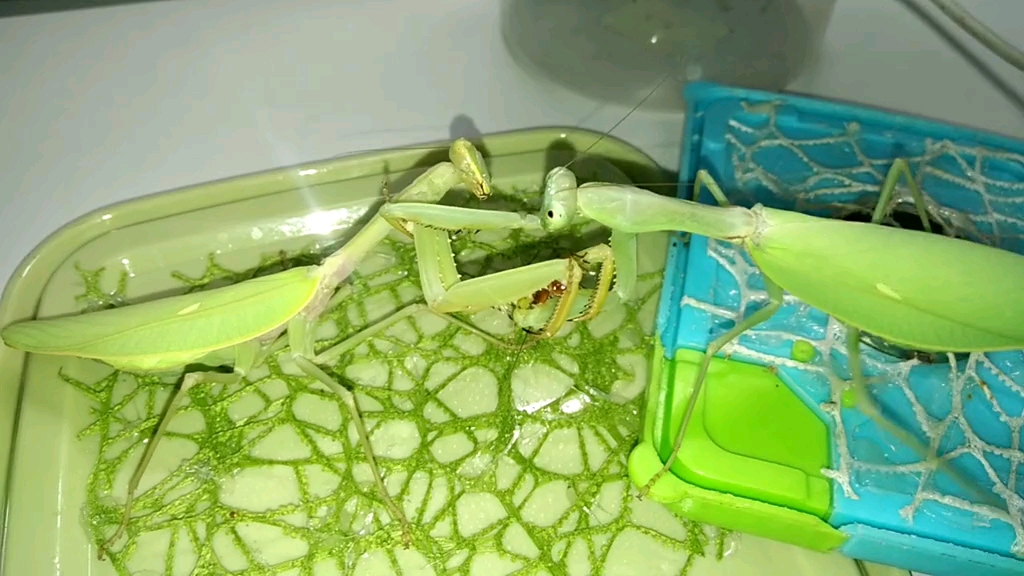 活动作品斗虫云南未知斧螳抢食