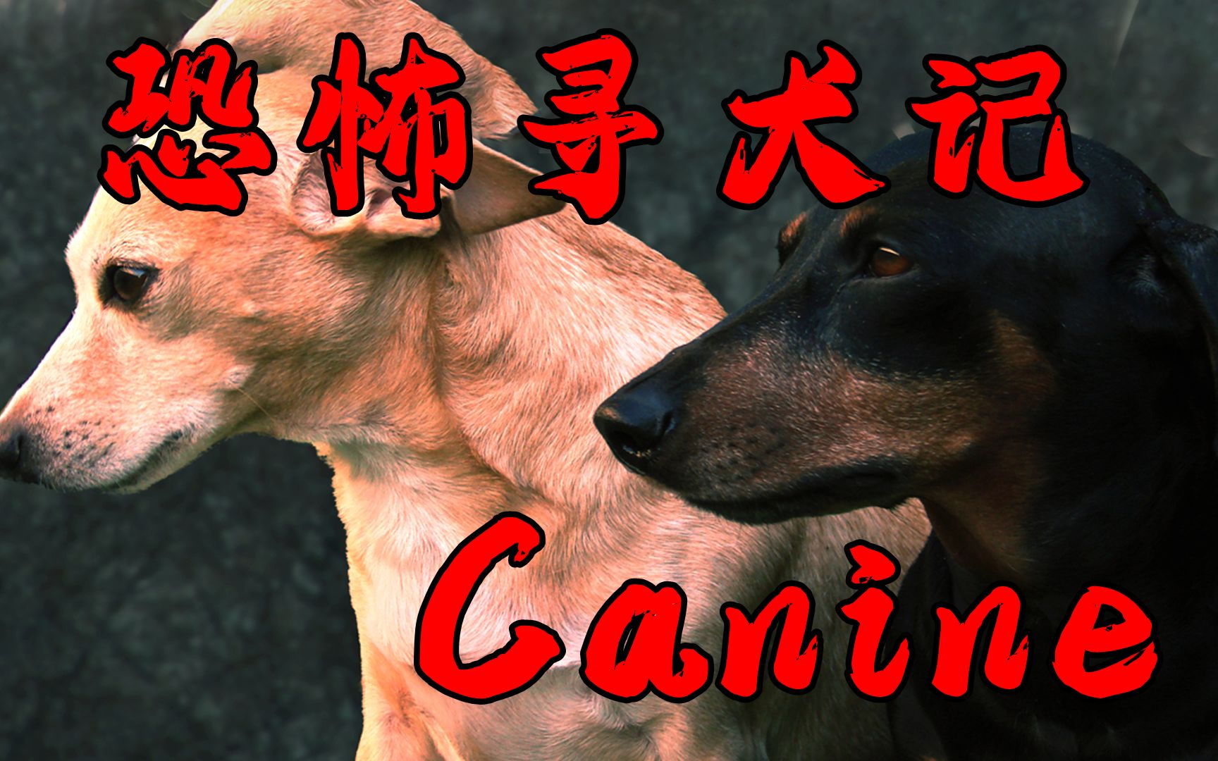 【Canine犬】恐怖寻犬记人狗杂交怪单机游戏热门视频