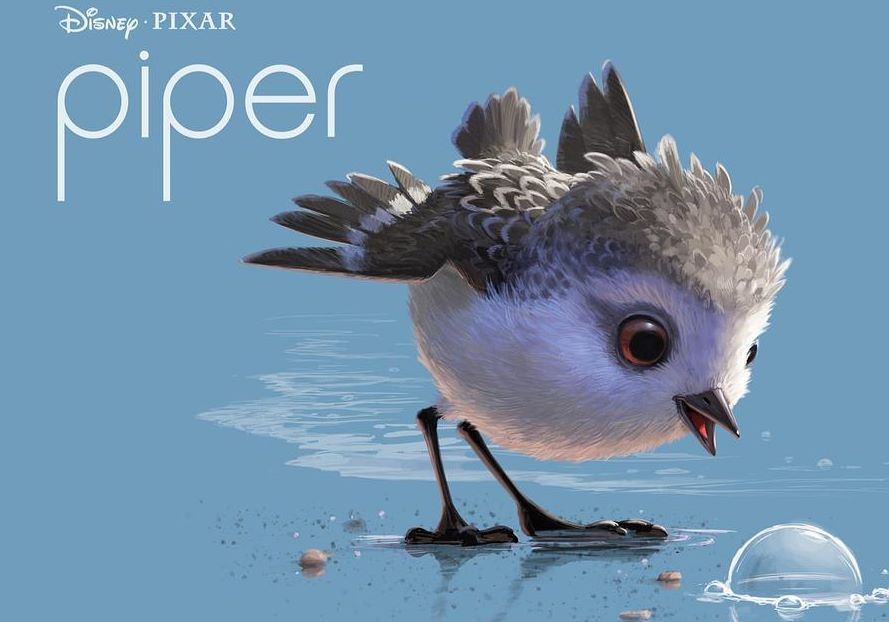 鹬｜Piper.2016 奥斯卡最佳短片 - 视频下载 Video Downloader