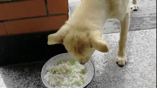 【中华田园犬】小白吃饭