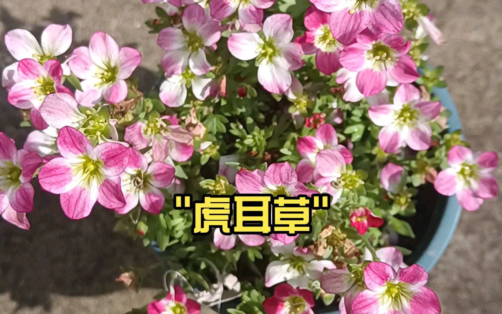 虎耳草哔哩哔哩bilibili