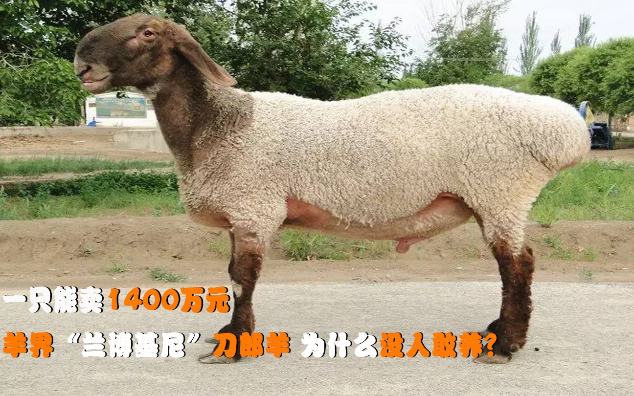 新疆纯种刀郎羊图片