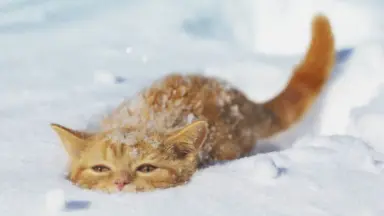☆雪猫☆ 予約販売：7月～8月 お届け予定】＜期間限定受付・送料無料