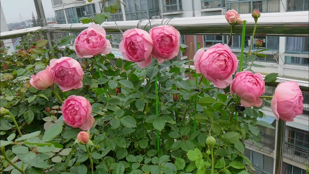 [图]雨后拍花：博斯科贝尔，凯丽