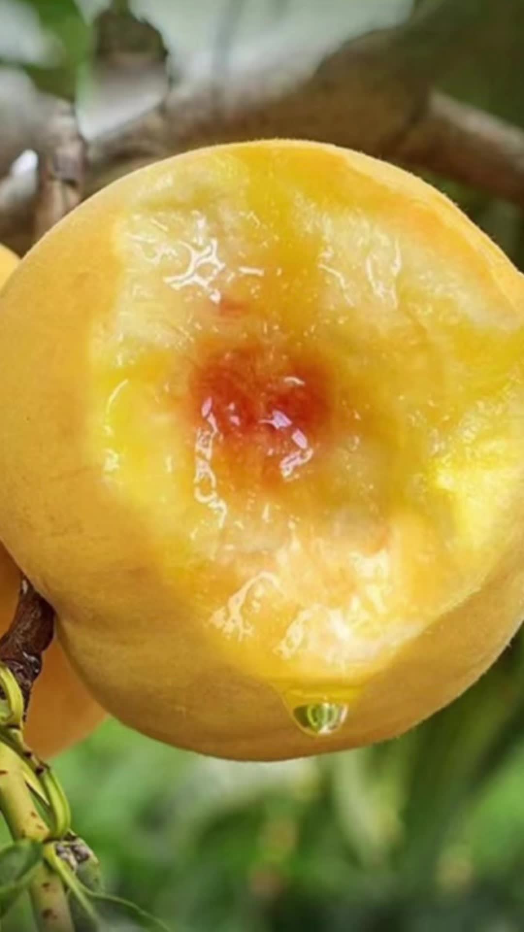 中农本色 正宗蒙阴-金皇后 黄桃