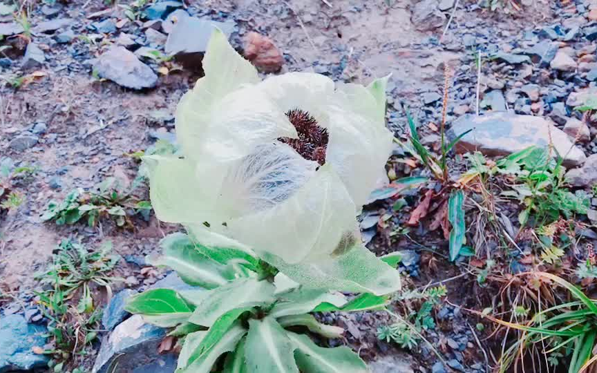 [图]给我的28个粉丝看看雪莲，穿越天山，就遇到了这一棵，长在悬崖峭壁，为了拍这雪莲，也是拼了老命了。