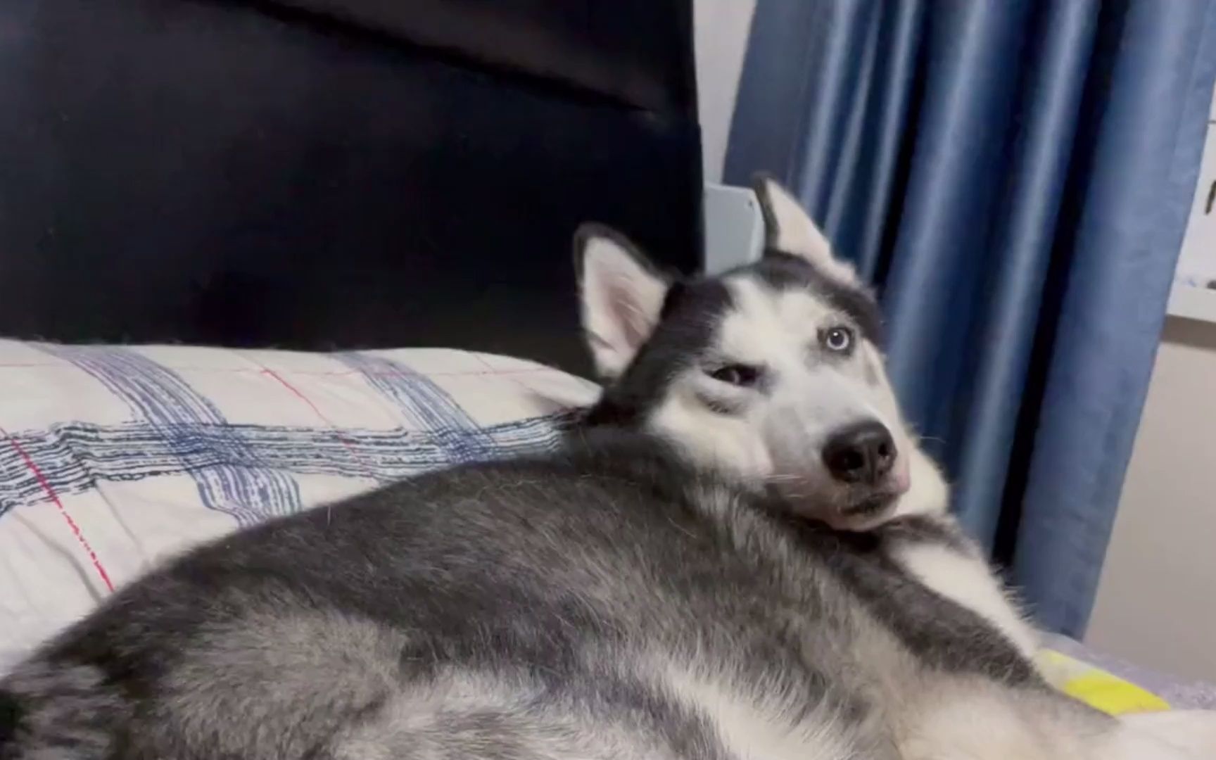 傻狗哈士奇
