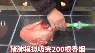 Tải video: 用猪肺做个实验看看抽烟后的肺变化，真爱生命 远离香烟