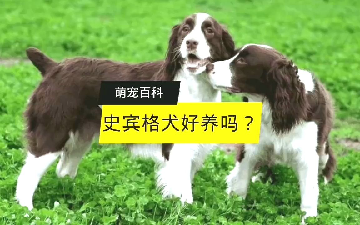 史宾格犬好养吗,史宾格犬的优点和缺点,冷知识 #萌宠 #狗狗 #萌宠百科 #史宾格犬 #科学养宠哔哩哔哩bilibili