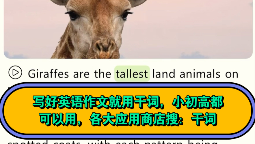 干词英语小故事长颈鹿Giraffes 英语阅读 #英语故事#英语#英语学习#背单词#背单词软件#英语零基础#英语作文#英语朗读#英语口语#干词#干词App哔哩哔...