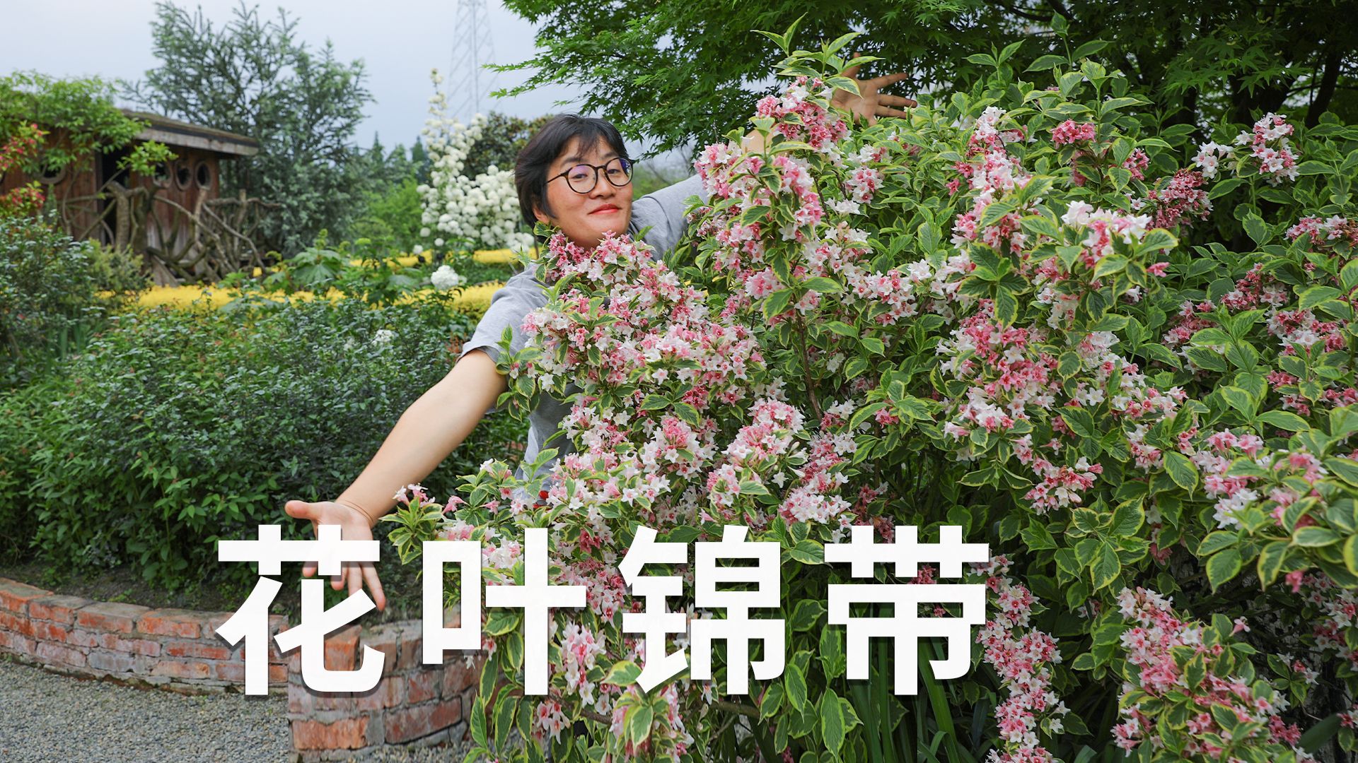 春季爆花开满枝条,生态植物花叶锦带哔哩哔哩bilibili