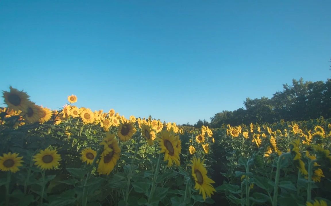 [图]视频素材 ▏h164 唯美向日葵太阳花花田花海阳光植物蓝天白云流云白天到黑夜延时摄影大自然小清新空镜头视频素材 学校晚会视频 视频配乐