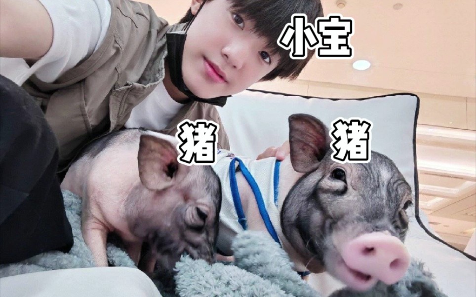 活动作品张泽禹真猪猪小宝