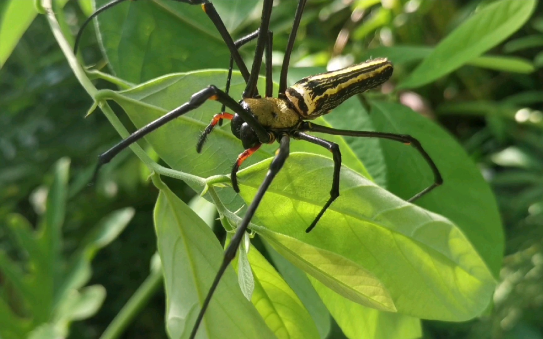 山上野采遇到的一些虫_哔哩哔哩_bilibili