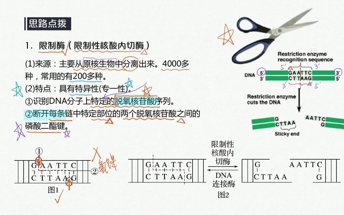 “分子的手术刀”——限制性核酸内切酶哔哩哔哩bilibili