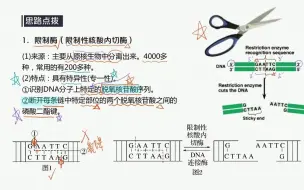 Download Video: “分子的手术刀”——限制性核酸内切酶