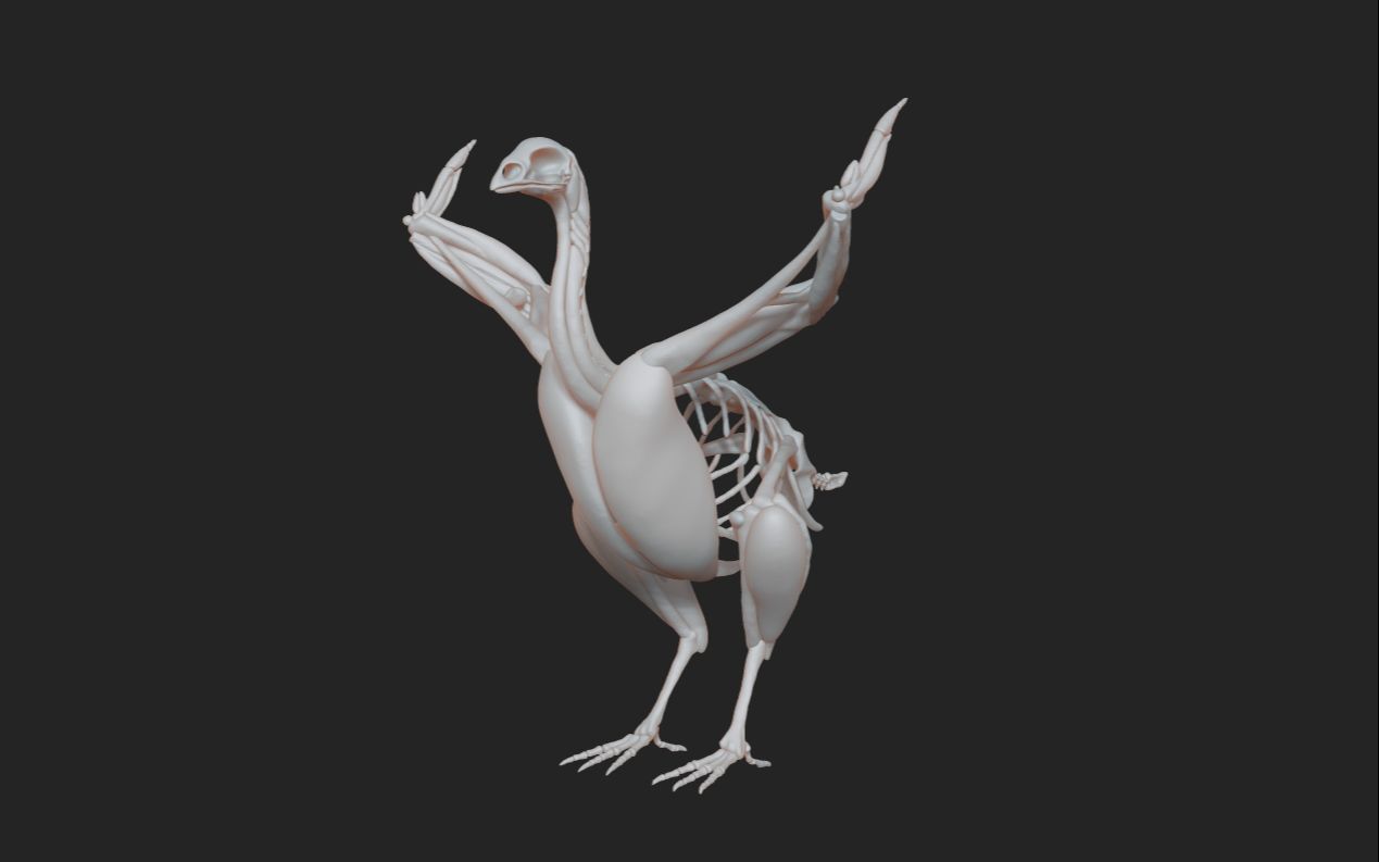 鸟后肢肌肉的雕刻_哔哩哔哩_bilibili