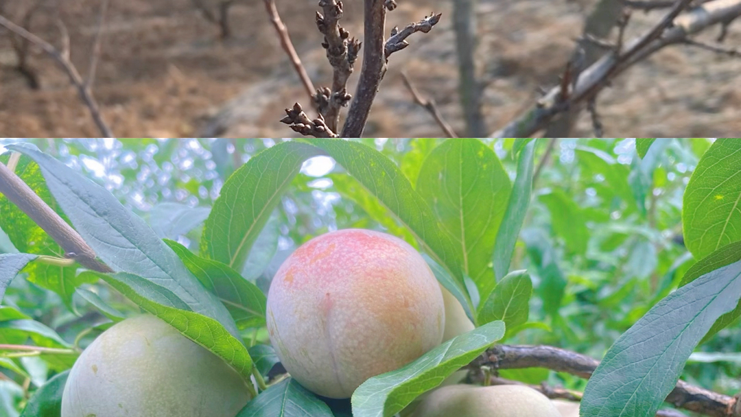 品种:芙蓉李上市时间:七月十号左右特点:香甜汁多 丰产性稳定哔哩哔哩bilibili