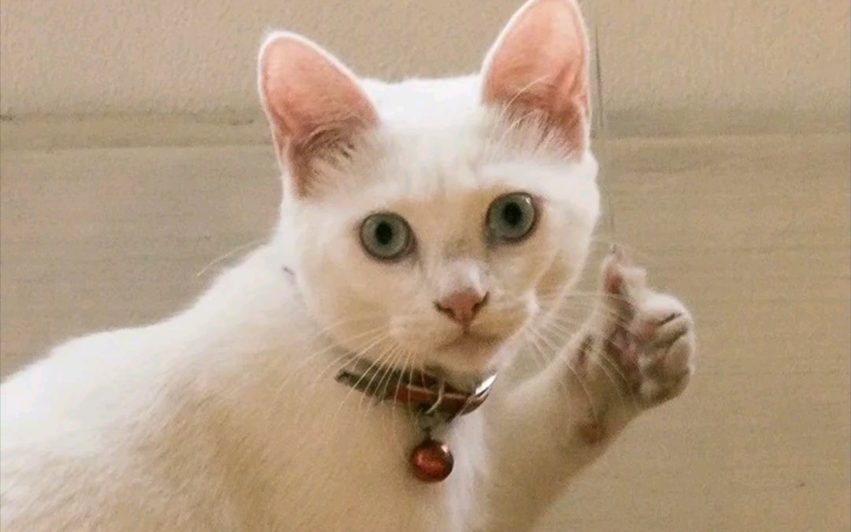 观察动物之生动的动物表情包